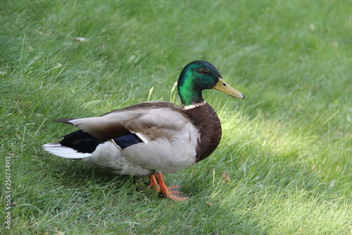 Brown duck with dark green head on green grass