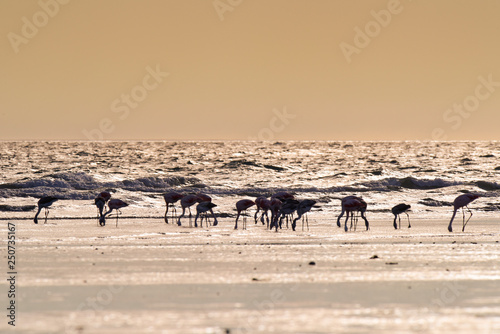 Flamingos feeding at low tide Peninsula Valdes Patagonia  Argentina