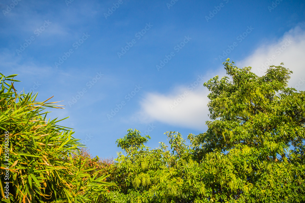 Green leaves and red flowers frame with blue sky background and copy space. Nature frame of green leave branches on blue sky background. Green leaves of the forest against the blue sky and white cloud Green leaves and red flowers frame with blue sky background and copy space. Nature frame of green leave branches on blue sky background. Green leaves of the forest against the blue sky and white cloud