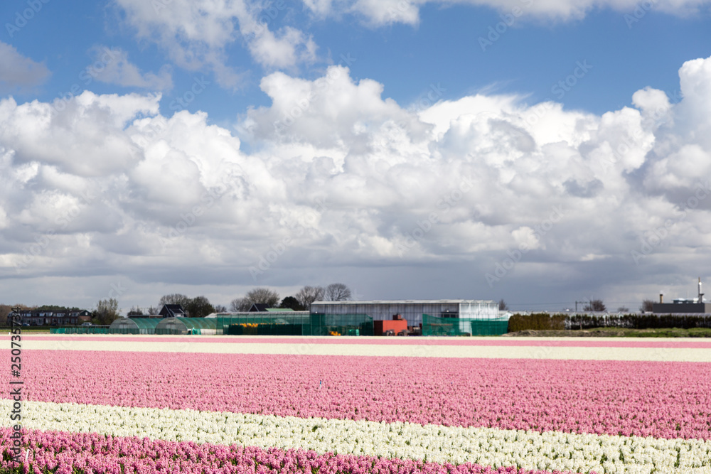 blossoming rose tulips in the Dutch springtime in the fields