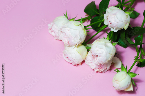 Beautiful pink roses close up macro flowers photo