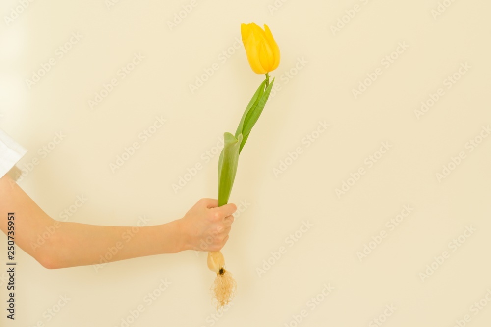 Child hand with one flower yellow tulip with bulb, background light wall, gives flower, spring holiday Child hand with one flower yellow tulip with bulb, background light wall, gives flower, spring holiday
