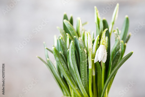  Flower a symbol of spring snowdrop . Concept sunny day  Greeting card Copy space for Text.