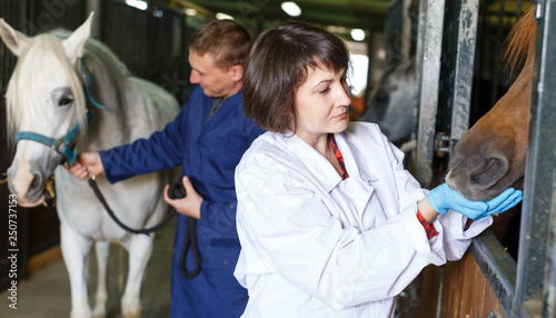 Female veterinarian examining horse