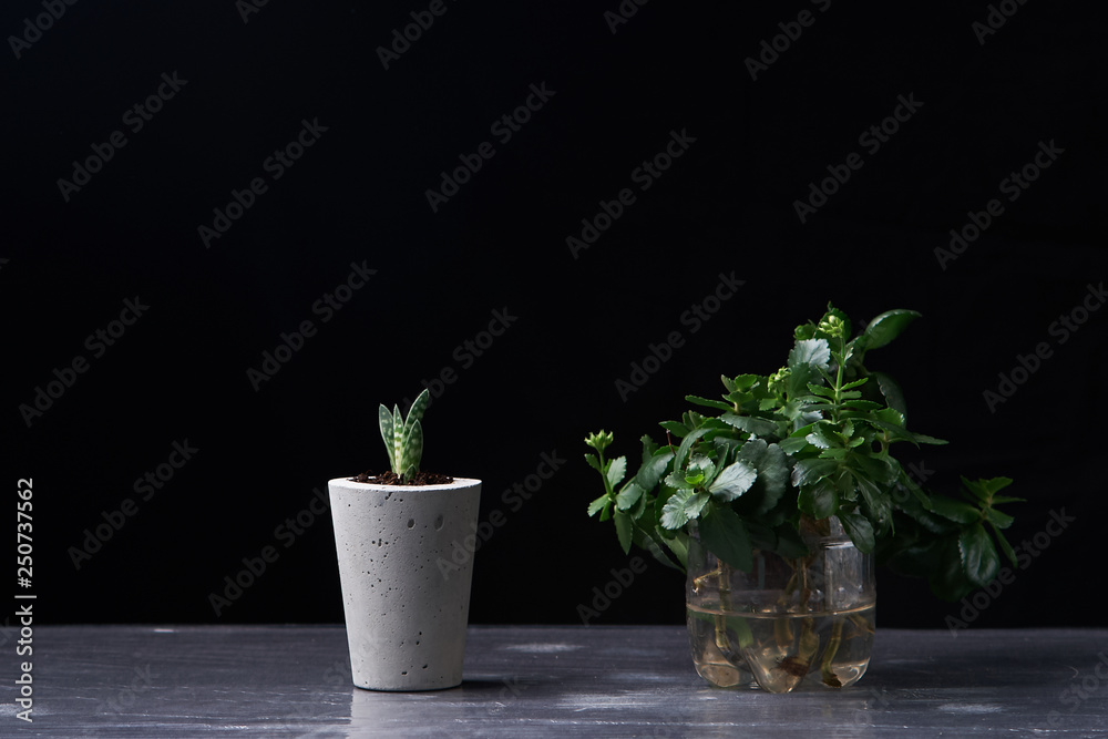 Close up of tiny succulents in DIY concrete pots. the concept of home comfort Close up of tiny succulents in DIY concrete pots. the concept of home comfort