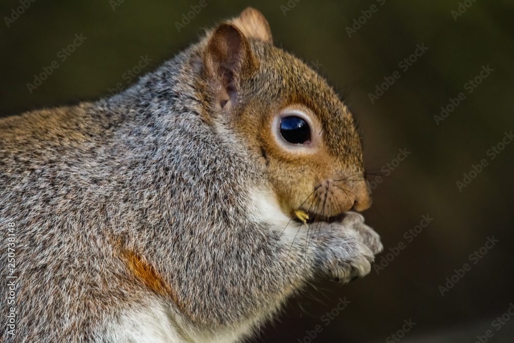 grey squirrel grey squirrel