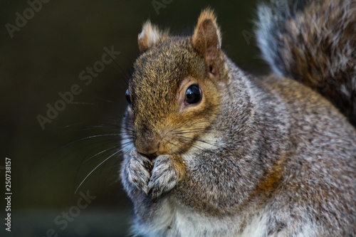 grey squirrel © carina