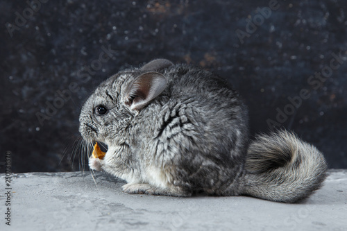 Chinchilla on a dark background photo