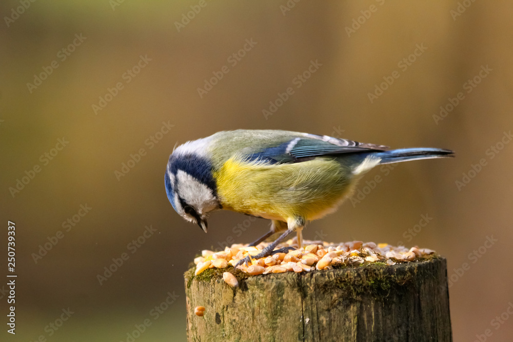 Obraz premium blue tit