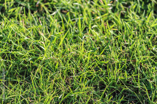 Close-up of grass in a garden