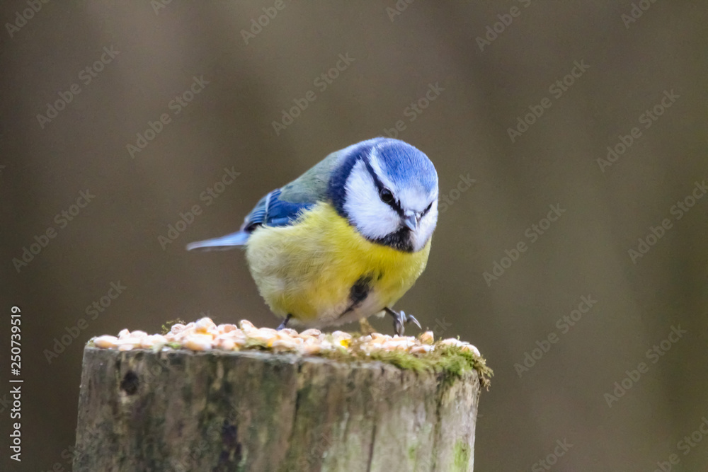 Obraz premium blue tit