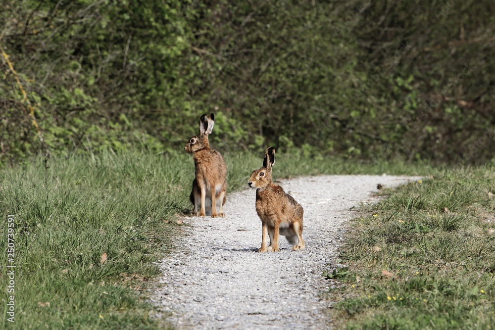 Two European hares (Lepus europaeus) Two European hares (Lepus europaeus)