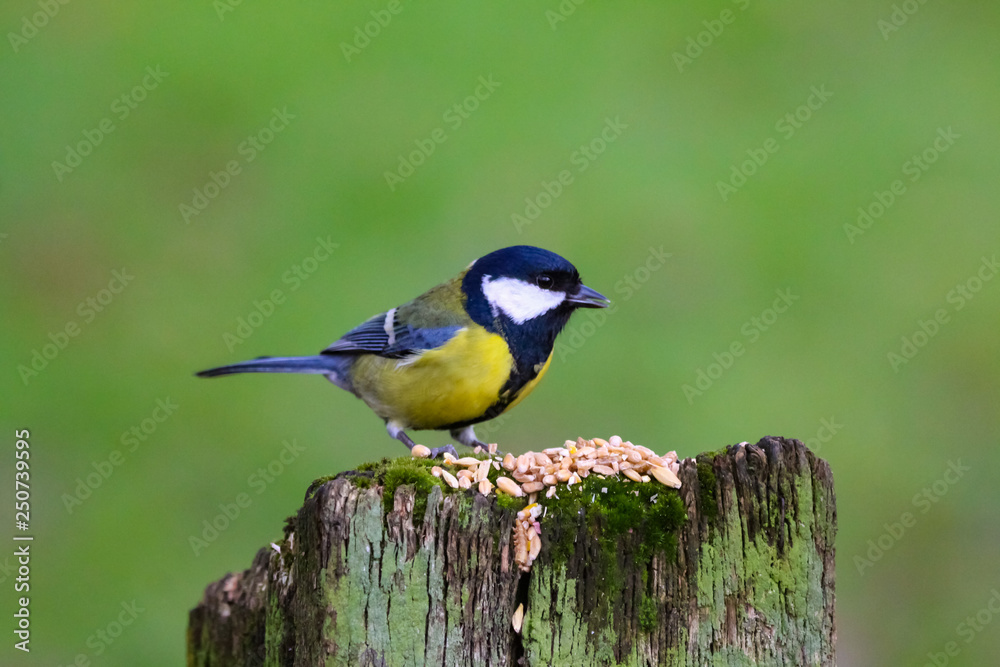 Fototapeta premium great tit