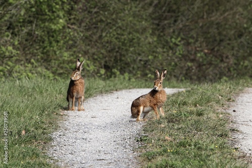 Fototapeta Naklejka Na Ścianę i Meble -  Two European hares (Lepus europaeus)