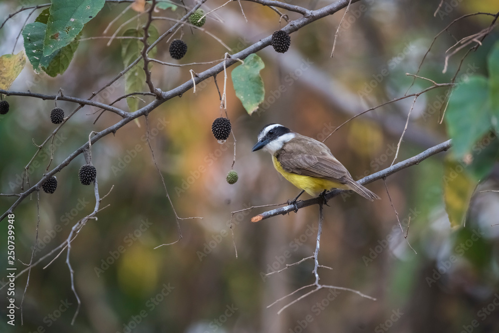 Obraz premium Great Kiskadee, Pantanal, Brazylia