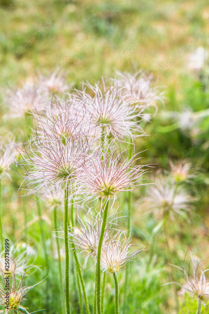 pulsatilla - wild hairy flower close-up