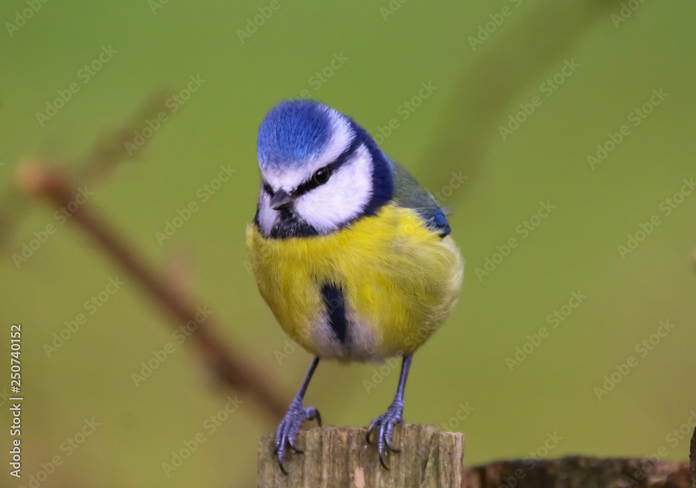 Obraz premium blue tit