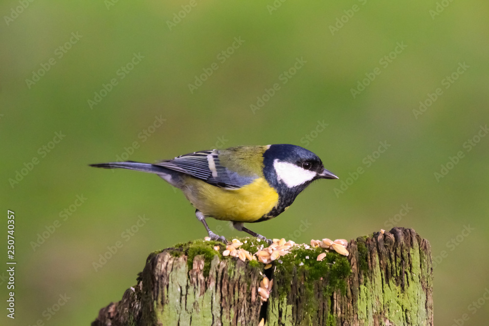Obraz premium great tit