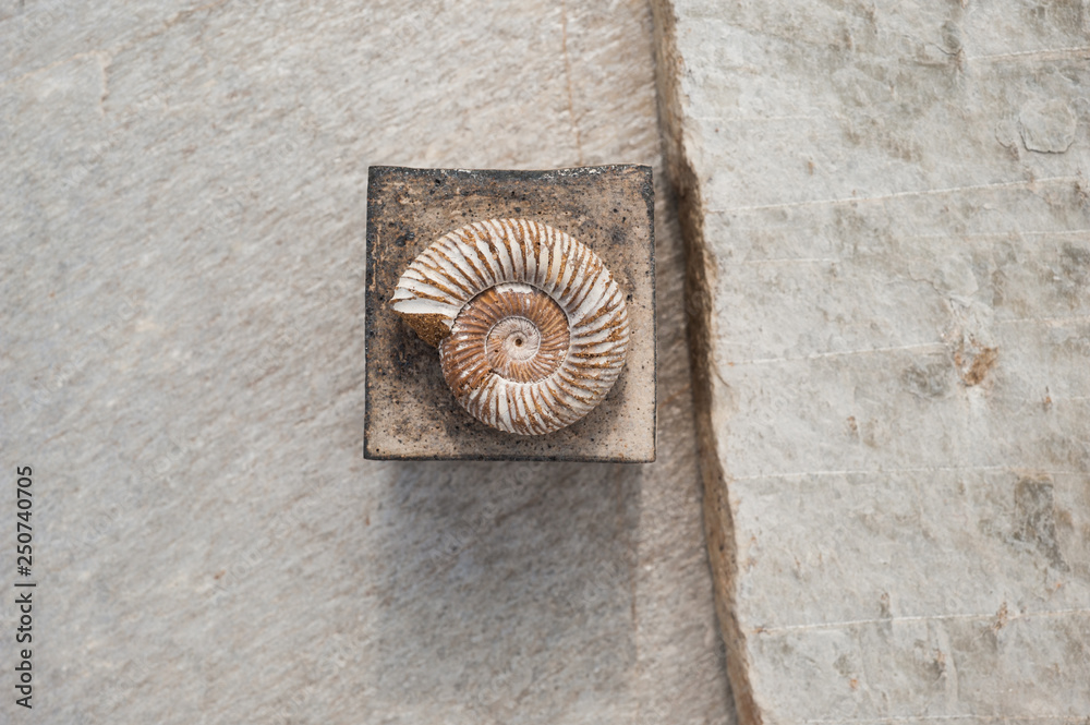 Fossil And Square 