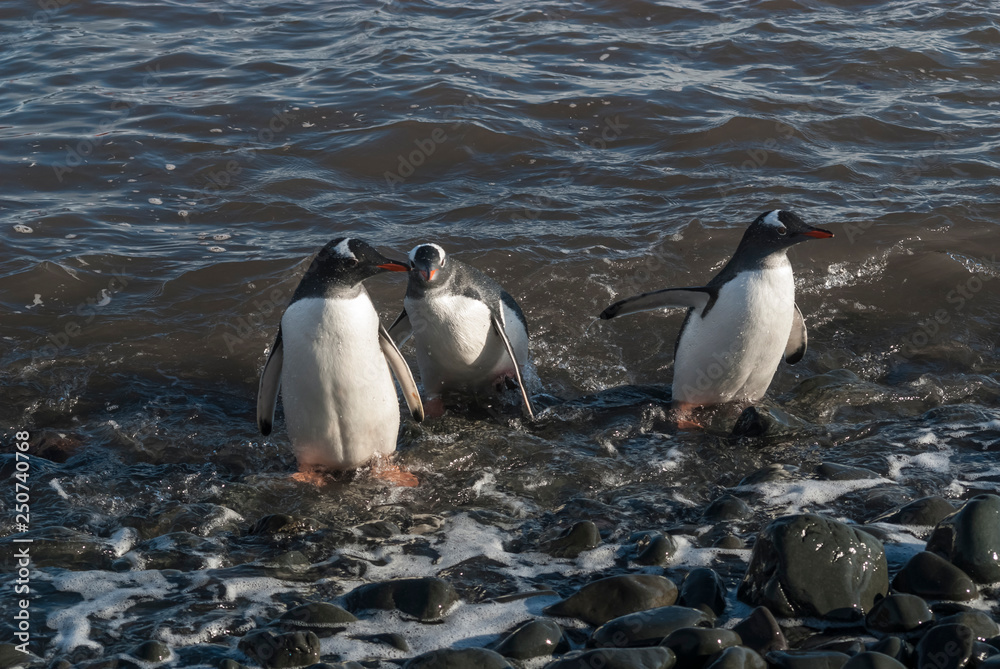 Naklejka premium Gentoo Penguin, Antartica