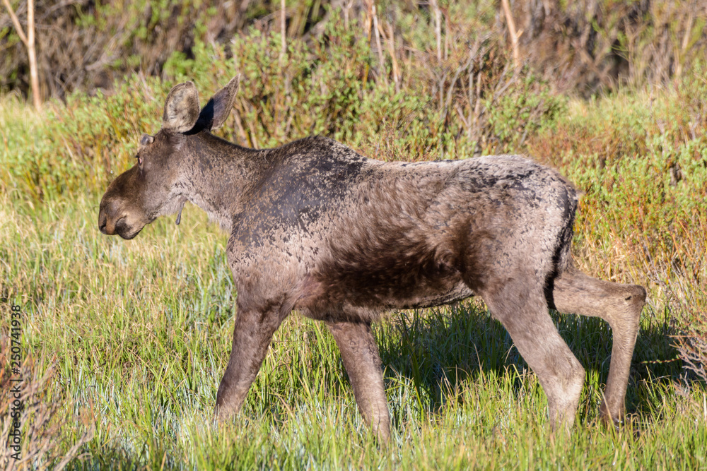 Shiras Moose in Colorado. Shiras are the smallest species of Moose in North America Shiras Moose in Colorado. Shiras are the smallest species of Moose in North America