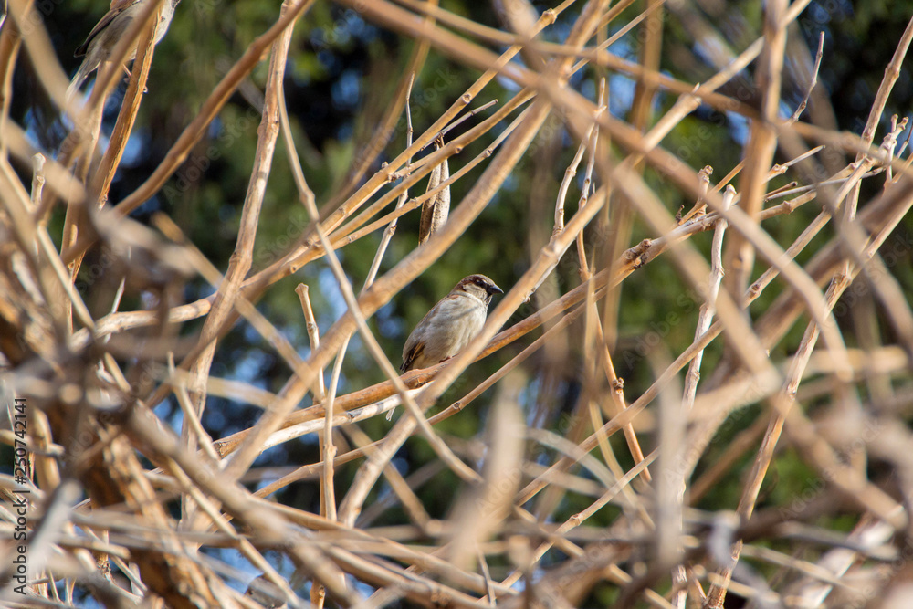 The sparrow in the bush
