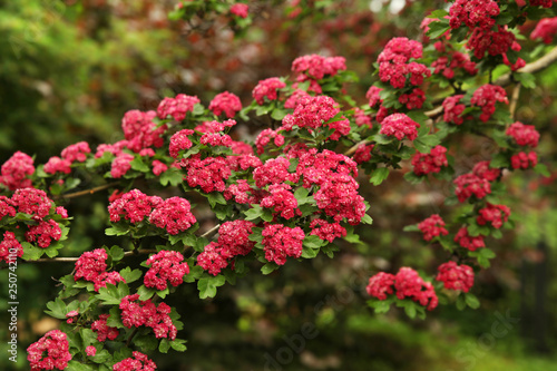 Branch covered with blooming dark pink flowers of hawthorn