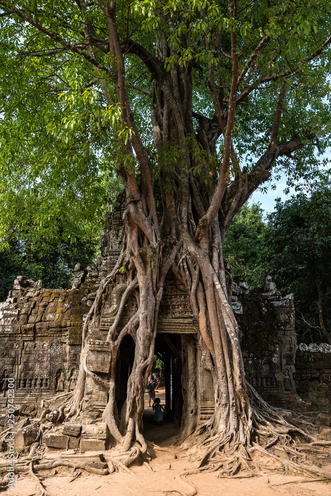 Fototapeta premium Ta Som temple in Angkor Wat complex, Cambodia, Asia
