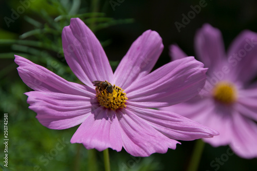 Abejas recolectando el n  ctar de las flores