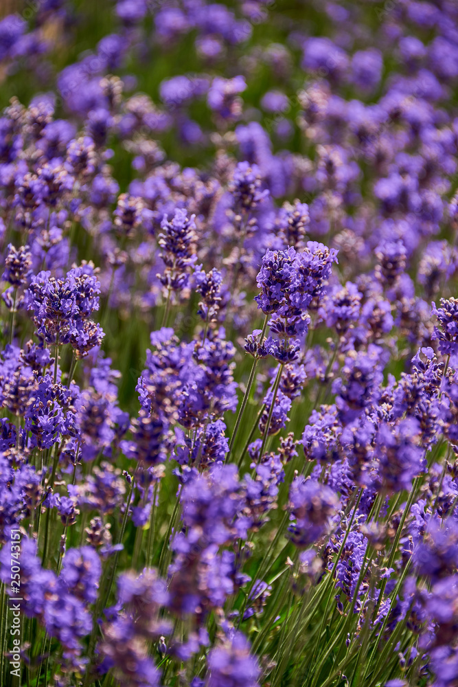 fresh lavender meadow on sunny summer day fresh lavender meadow on sunny summer day