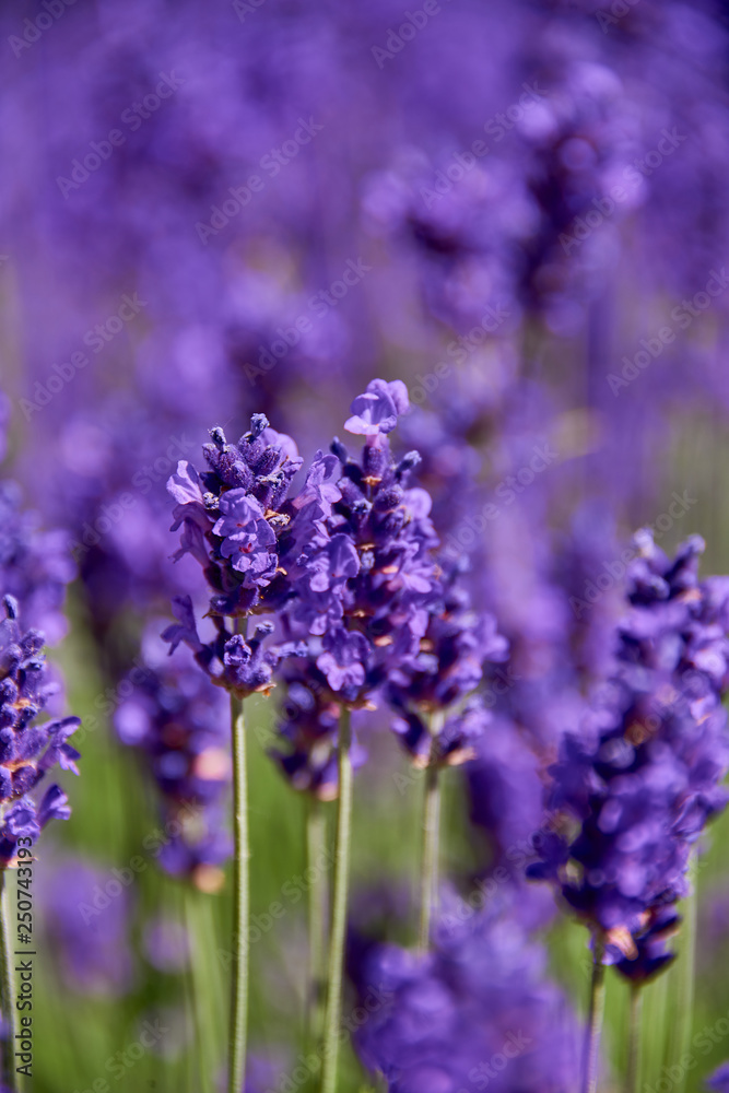 fresh lavender meadow on sunny summer day fresh lavender meadow on sunny summer day