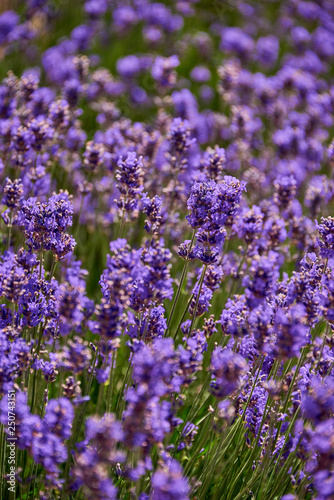 Fototapeta Naklejka Na Ścianę i Meble -  fresh lavender meadow on sunny summer day
