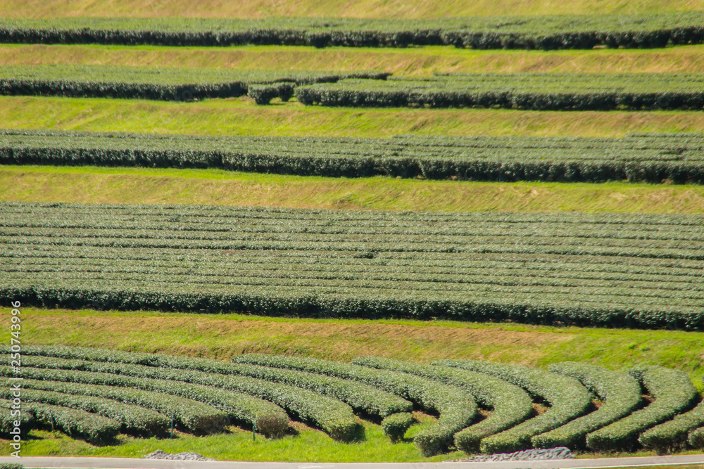 Rows of tea trees in the valley at Chinese tea farm. Beautiful green tea field in the valley under blue sky and white cloud. Peaceful mountainous landscapes with clear blue sky in the tea farm. Rows of tea trees in the valley at Chinese tea farm. Beautiful green tea field in the valley under blue sky and white cloud. Peaceful mountainous landscapes with clear blue sky in the tea farm.