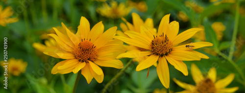 Rudbeckia. The species are commonly called coneflowers and black-eyed-susans; all are native to North America and many species are cultivated in gardens for their showy yellow or gold flower heads.  photo