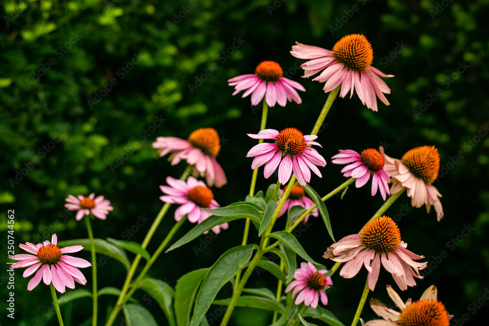 Fototapeta premium coneflowers in garden
