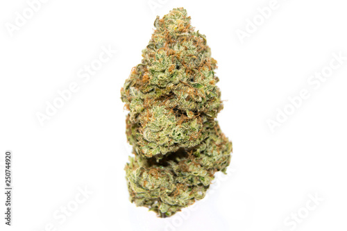 Lemon Tree 15