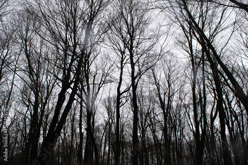 Horror trees. Creepy landscape. Creepy trees. Black and white landscape with winter trees. Branches without leaf. Noir theme. Terror movies. Haloween woods