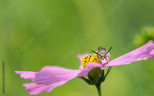 bee on a flower © Champ