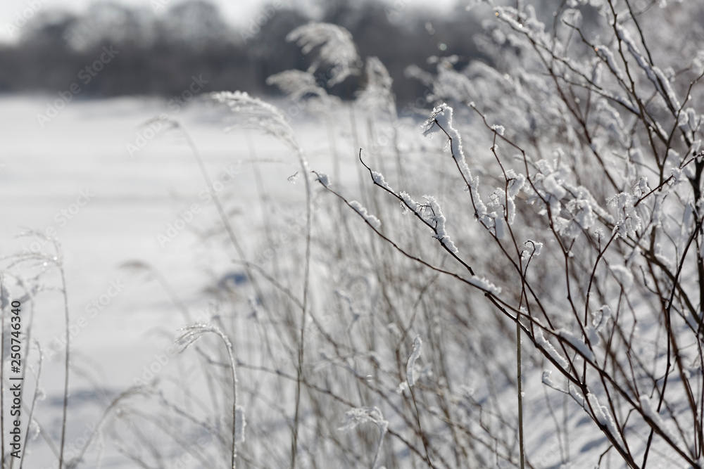 Obraz premium 春雪の川