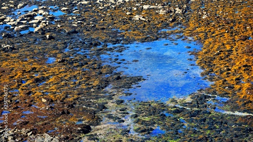 Water puddle and rock texture at the ocean coast photo