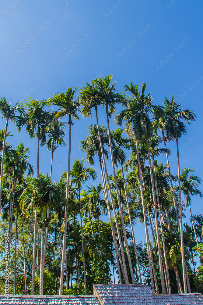 Tall betel trees (Areca catechu), also known as areca nut palm, betel palm, Indian nut, Pinang palm. The areca nut, is often chewed along with the betel leaf. Tall betel trees (Areca catechu), also known as areca nut palm, betel palm, Indian nut, Pinang palm. The areca nut, is often chewed along with the betel leaf.