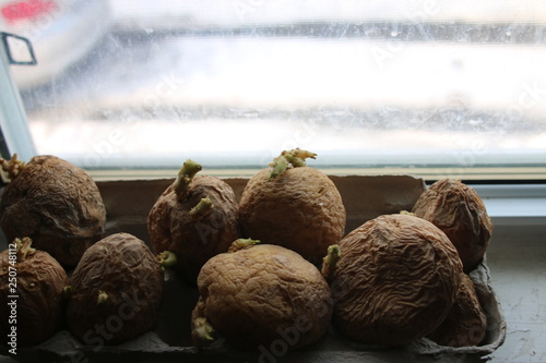 chitting potatoes in front of a windowsill. this helps develop the roots for growing photo