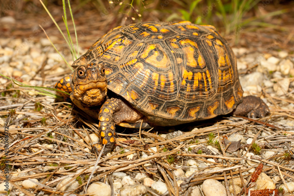 Eastern box turtle - Terrapene carolina Eastern box turtle - Terrapene carolina