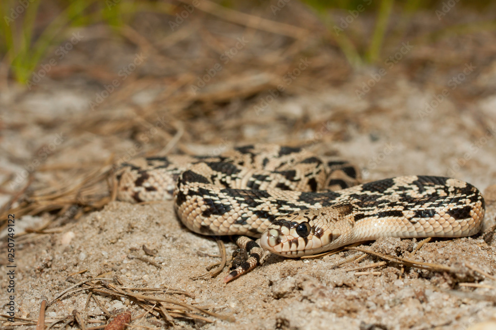 Northern pine snake - Pituophis melanoleucus Northern pine snake - Pituophis melanoleucus