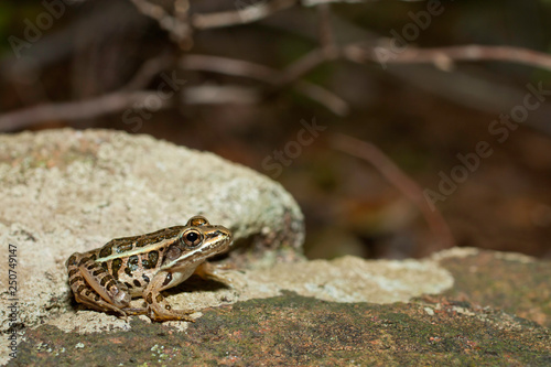 Pickerel frog - Rana palustris