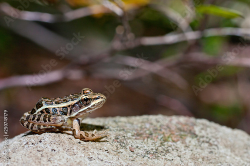 Pickerel frog - Rana palustris photo