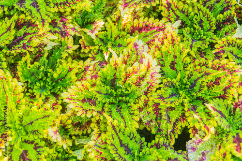 Colorful leaves of Solenostemon, known as Coleus. © kampwit
