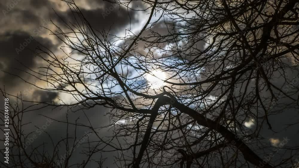 the moon in the cloudy sky, visible through the Tree branches, time lapse. the moon in the cloudy sky, visible through the Tree branches, time lapse.
