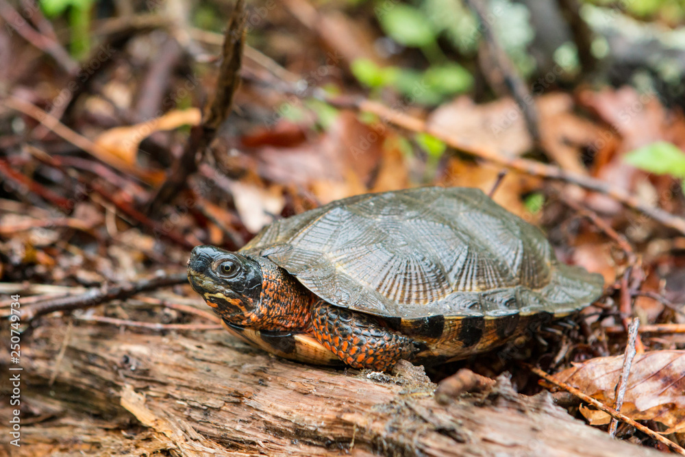 Wood turtle - Glyptemys insculpta Wood turtle - Glyptemys insculpta