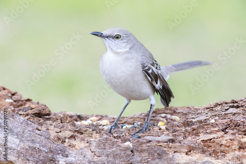 Mimus polyglottos perched on a trunk © raulbaena